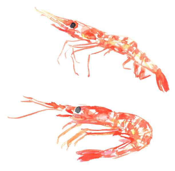 istock Illustration of sweet shrimp drawn in watercolor 1705902622