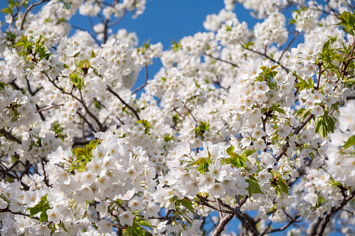 The contrast between the white cherry blossoms in full bloom and the blue sky. Spring landscape.