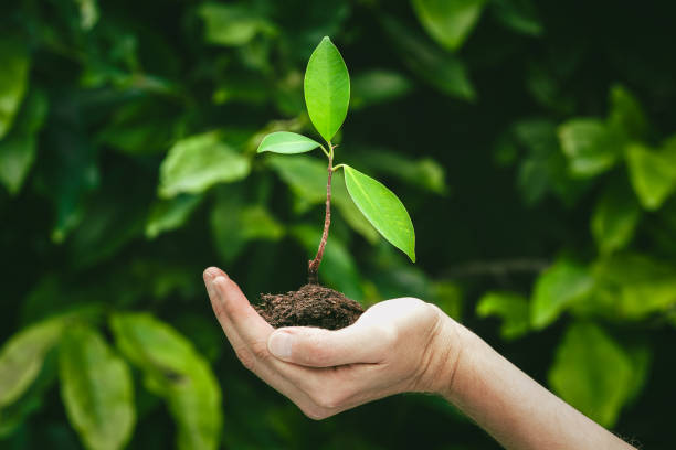 istock Hand holding plant with green leaves and root ball 1705916441