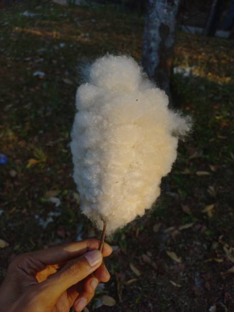 istock Kapok cottonwood 1705928867
