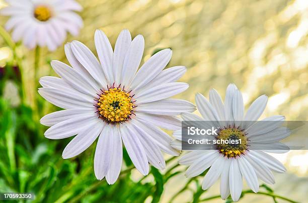 Foto de Osteospermum Flor Flor e mais fotos de stock de Aberto - Aberto, Abrindo, Amarelo