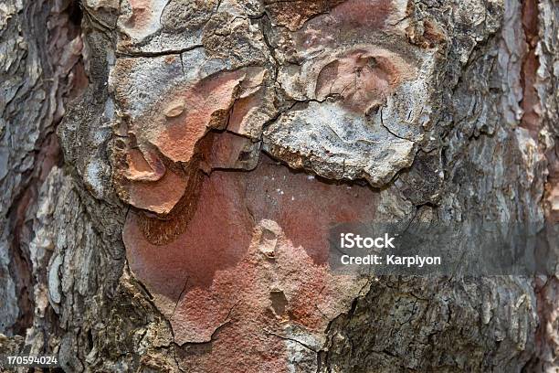 나무 나무껍질 그을음에 대한 스톡 사진 및 기타 이미지 - 그을음, 나무 껍질, 0명