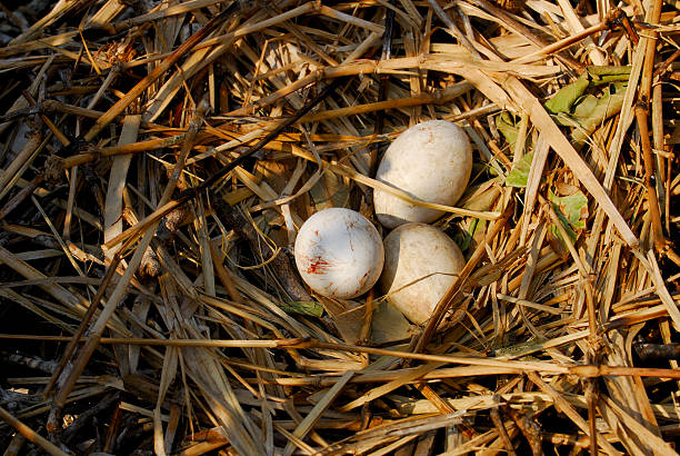 Pelican Eggs Brown Pelican nest with eggs, Archipelago Las Perlas, Panama, Central America brown pelican stock pictures, royalty-free photos & images