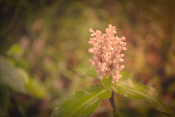 tropical grass flower blooming in Thailand