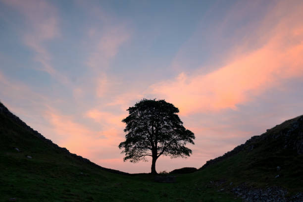 Dawn approaches the famous tree at Sycamore Gap on Hadrian's Wall, as seen in the classic Kevin Costner movie \