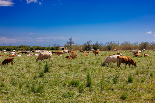 Herd of cows grazing in a meadow on the east island of Sicily, Italy