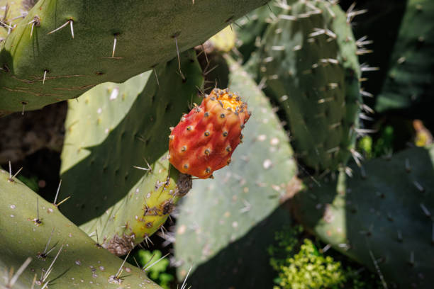 istock Spring prickly pear close up, island of Sicily 1705962909