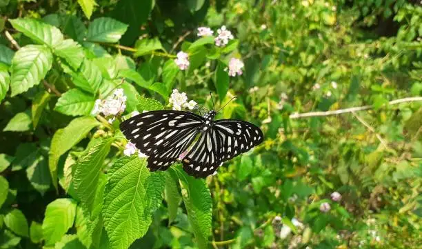 Common Mime butterfly is a Papilionidae family Swallowtail Butterfly. It is also known Papilio Clytia. It's Mainly found in South and Southeast Asia.