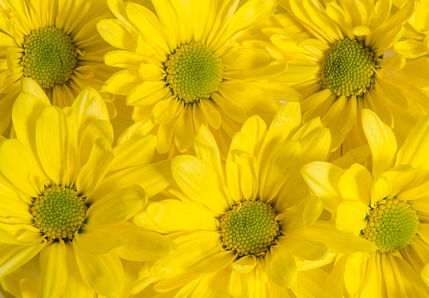 Group of yellow daisies stock photo