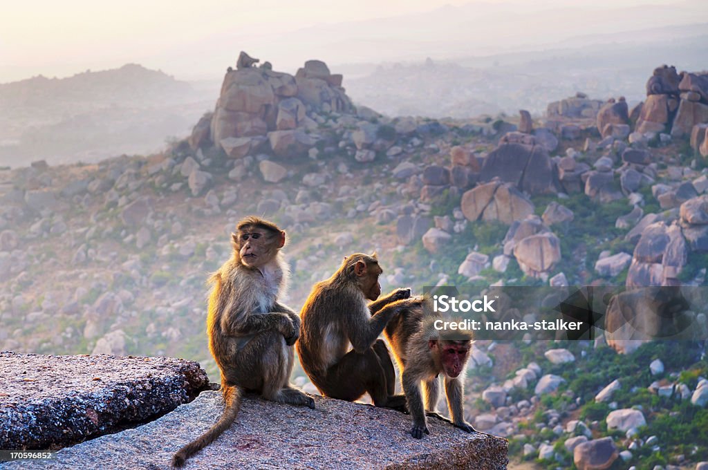 Monkey. View near the Hanuman Temple. Monkey. Hill side view near the Hanuman Temple in Jaipur, India. Animal Wildlife Stock Photo