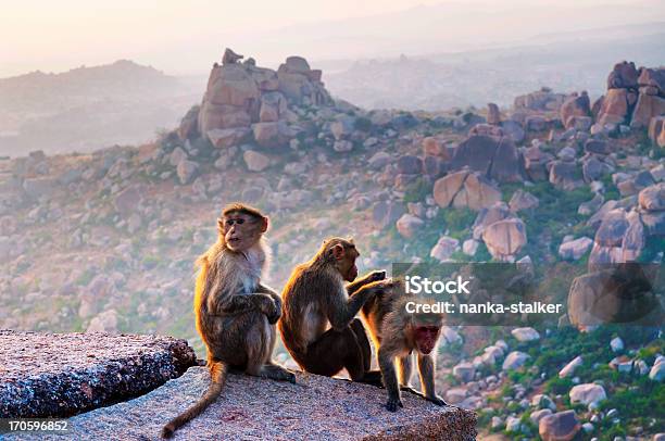 Monkey View Near The Hanuman Temple Stock Photo - Download Image Now - Animal Wildlife, Ape, Asia