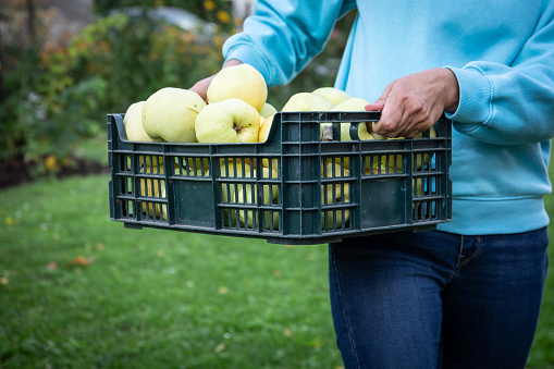 A person carrying a box full of harvested green apples.