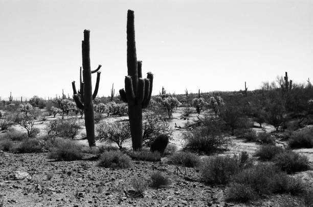 istock Film Image Sonora Desert Arizona Monochrome 1705982939