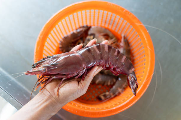 istock fresh tiger prawns form fish raft 1705987474