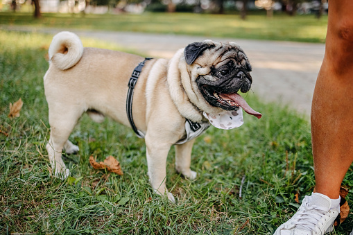 Banner cute dog pug breed have a question and making funny face feeling so happiness and fun,Selective focus,Dog Friendly Concept