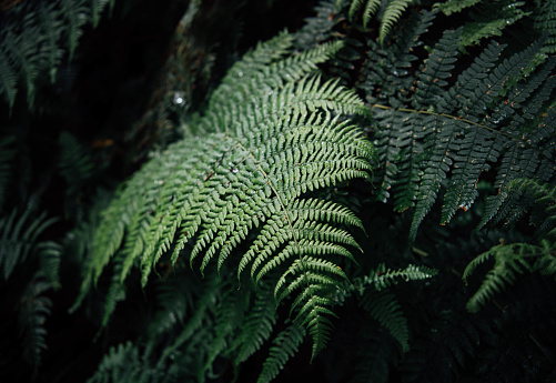 Fern in the forest, leaf texture. Abstract natural background