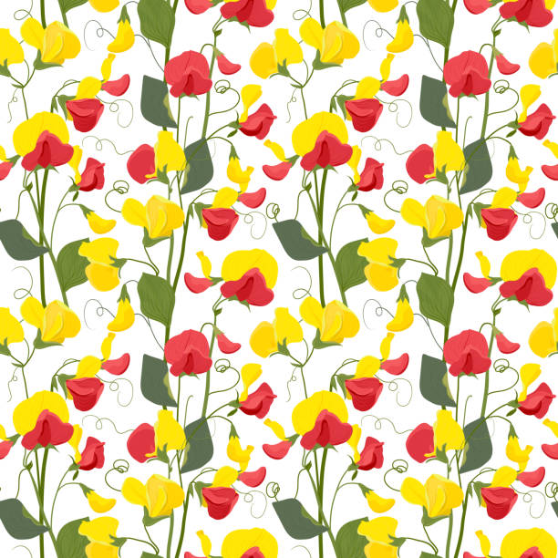 ilustraciones, imágenes clip art, dibujos animados e iconos de stock de patrón vectorial sin costuras con flores de guisantes dulces. patrón floral para papel tapiz o tela, textil. flores de verano rojas y amarillas y follaje verde sobre un fondo blanco. - flower sweetpea pattern seamless