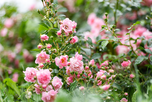 Rose field in ısparta, turkey