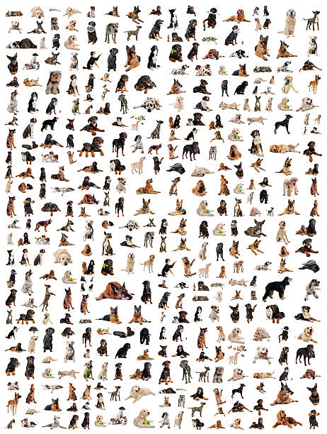 istock group of dogs 170602292