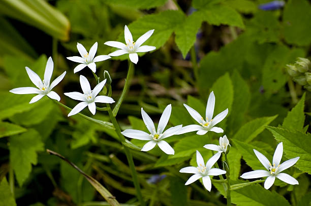 istock Flowers bright sunny summer day. 170602674