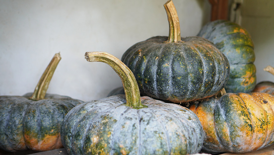 Pumpkin on the wooden table. Harvest pumpkins in the garden. The concept of autumn, Halloween, harvest.