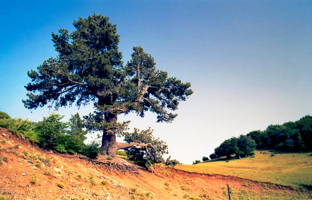 view of lonely plant on the hill