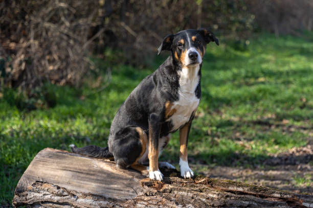 istock Appenzeller sennenhund, Dog standing on a tree trunk. 1706035367