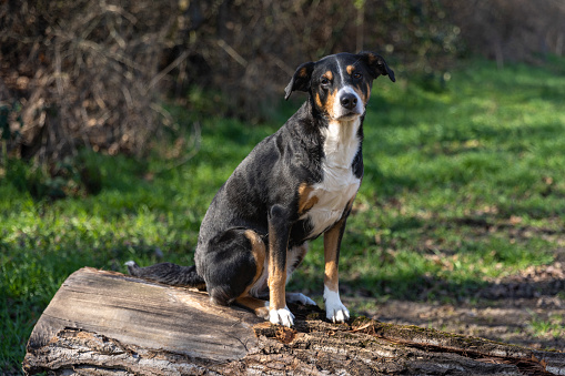 Appenzeller sennenhund, Dog standing on a tree trunk