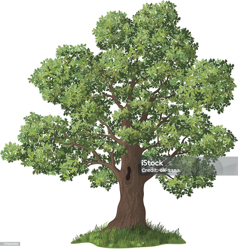 Oak tree y verde hierba - arte vectorial de Rama - Parte de planta libre de derechos