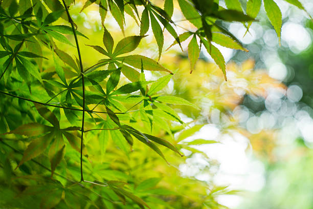 istock colorful leaves close up 170605068