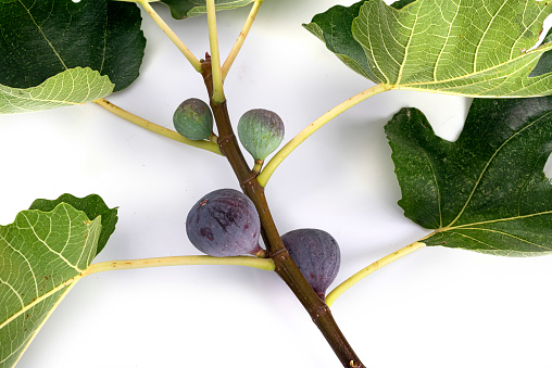 purple figs in front of white background