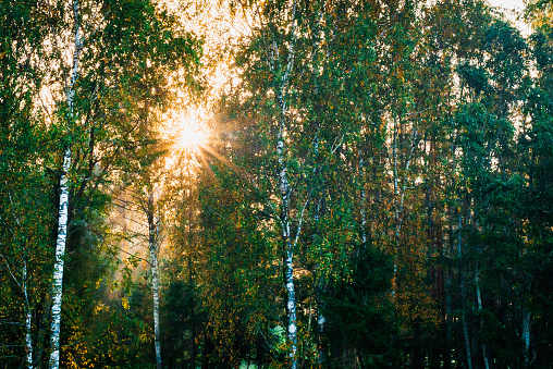 Golden light in the birch forest background.sun rays through trees. view through trees on the golden sunset. evening landscape with trees.Autumn background.