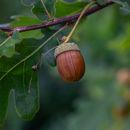 Acorns on a tree in a very lush, green setting