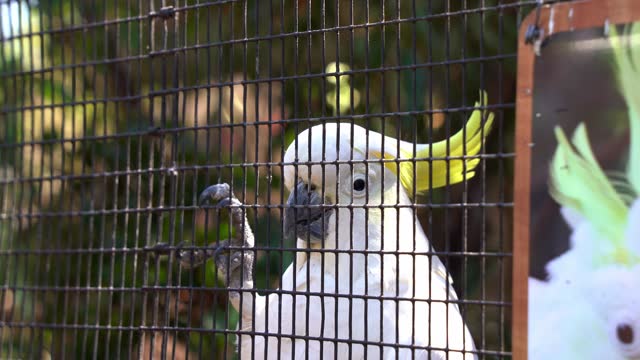 A sulphur-crested cockatoo, cacatua galerita with yellow crest cling on to the side of the cage, bob and dance for the tourists and passerby in wildlife sanctuary, close up shot.