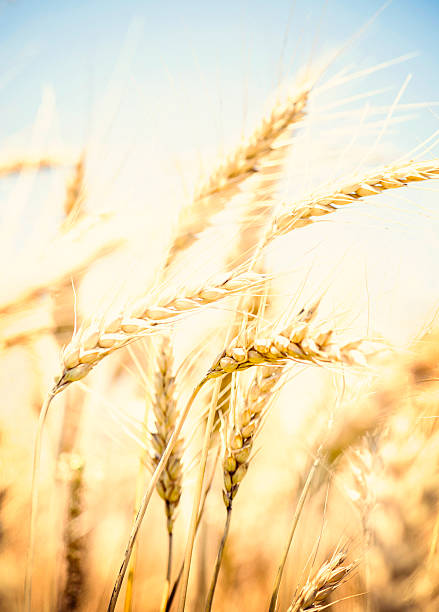 istock Beautiful Sunlit Wheat Field 170606994