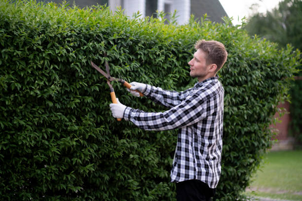 istock gardener cut the  hedge with the hedge shears outside 1706077500