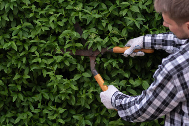 istock close up person holding the hedge shears in his  hands 1706077506