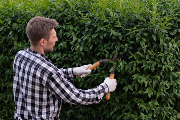 istock close up person holding the hedge shears in his  hands 1706077514