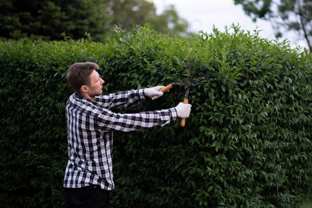 istock gardener cut the  hedge with the hedge shears outside 1706077521