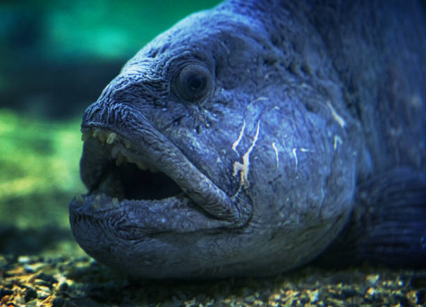 The Atlantic wolffish or devil fish deep sea fish