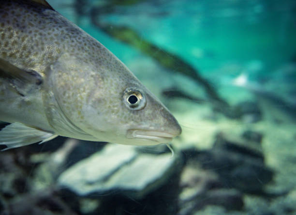Fishes in big aquarium