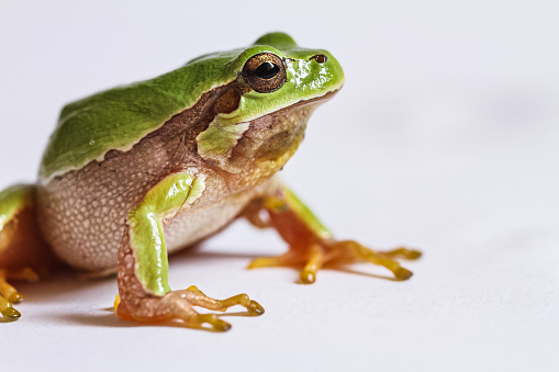 Rubber frog toys. Funny cute rubber green frog king or frog prince toy isolated on a white background. Macro.