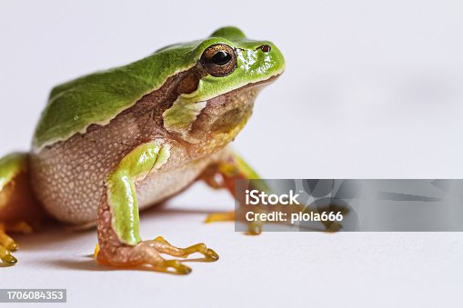 istock Green frog Hyla on white background 1706084353