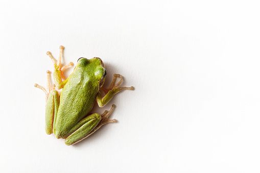 Amphibians portraits: toads and frogs studio shots. Tree frog Hyla arborea.