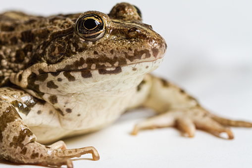 One green spotted frog isolated on a white background.