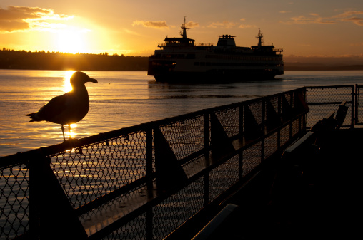 A silhouetted seagull resting on a railing on Pier 54 with returning ferry from Bainbridge Island at Sunset.