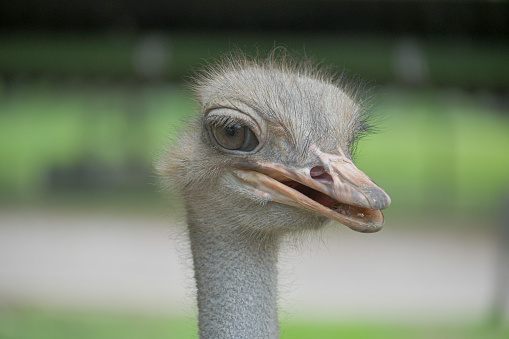 Ostrich portrait close up with mouth open taken at Hacienda Napoles in Antioquia, Colombia