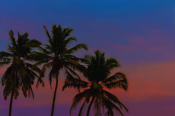 istock Tropical sunset with coconut palm trees silhouettes on Goa beach 1706104076