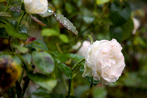 A bud and a flower head of a delicate pink rose in raindrops on a background of green foliage