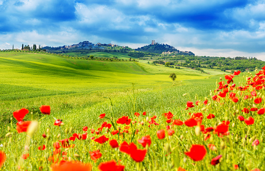 Typical landscape of Tuscany with poppies